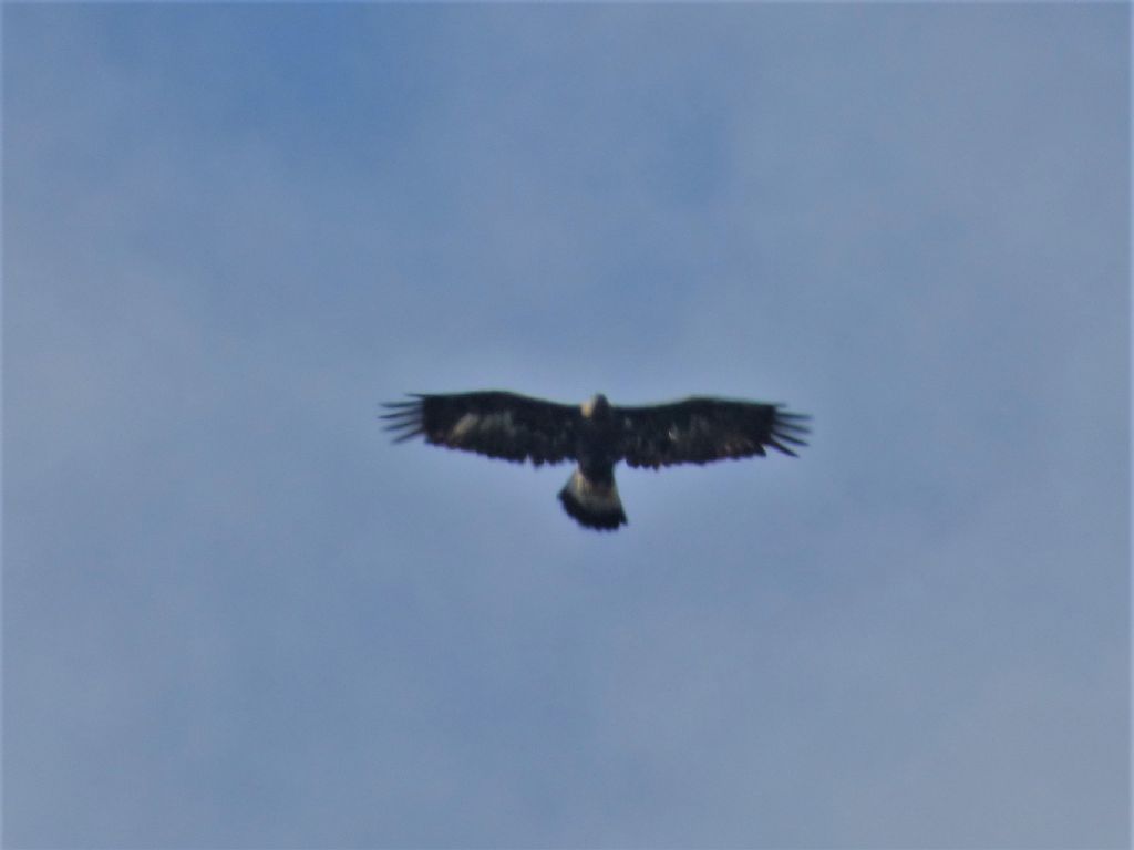 Aquila reale (Aquila chrysaetos)